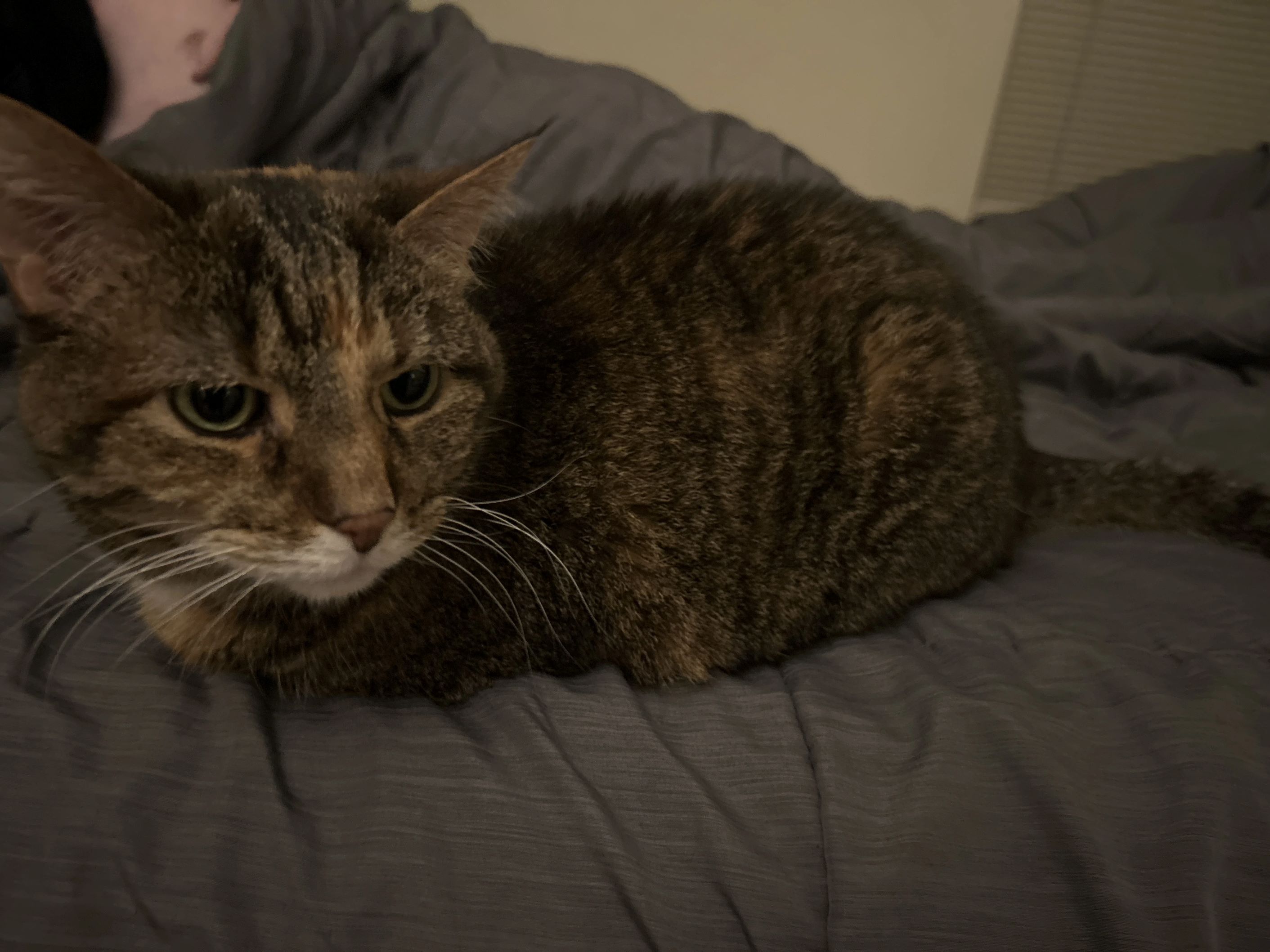 Image of a tabby cat loafing on a grey blanket with wide eyes.